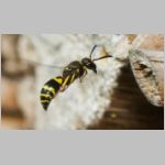 Ancistrocerus nigricornis - Lehmwespe 20c am IH.jpg